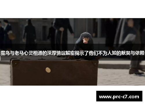 魔鸟与老马心灵相通的深厚情谊解密揭示了他们不为人知的默契与依赖